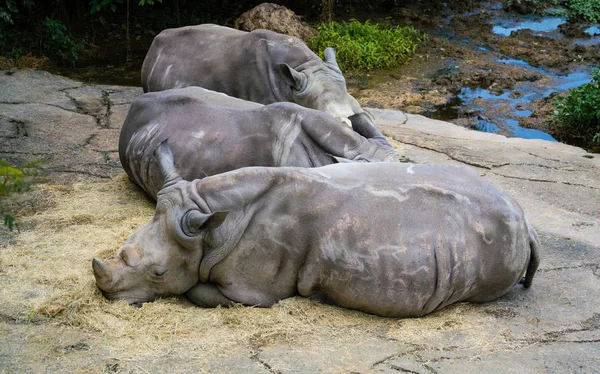 Trois Rhinocéros Lèvres Blanches Carrées Vue Près Cornes — Photo