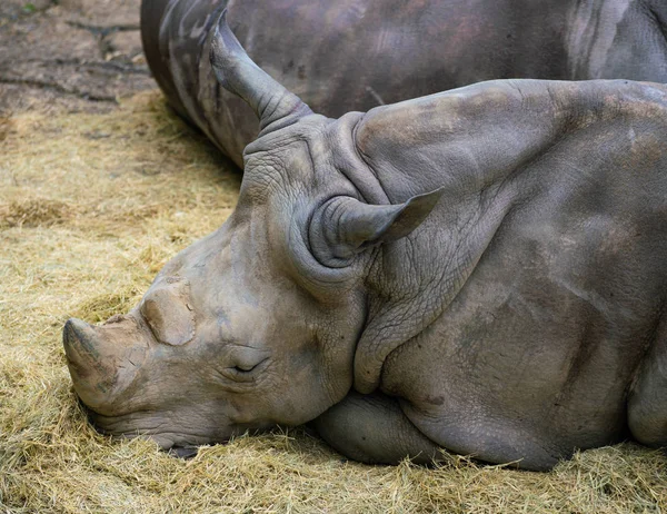 Rhinocéros Lèvres Blanches Carrées Vue Rapprochée Tête Deux Cornes — Photo