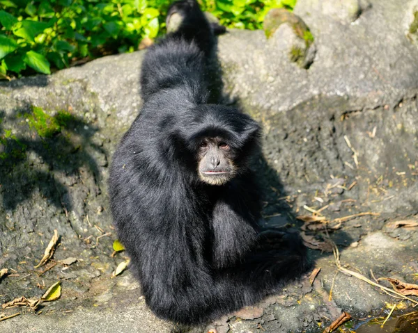 Siamang Gibbon Monkey Symphalangus Syndactylus Looking Lens Close View Hanging Stock Image