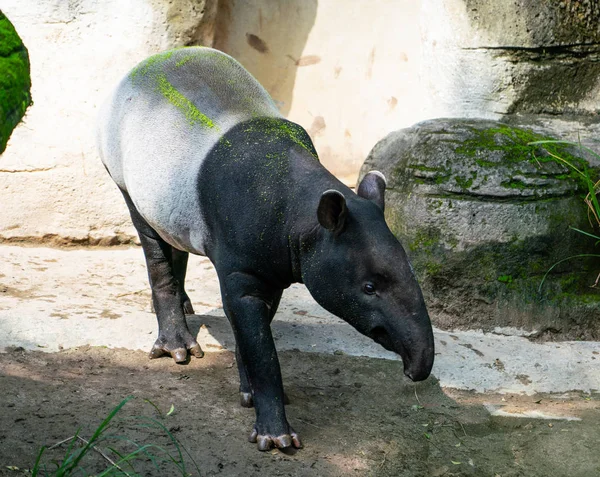 Tapira Lub Asian Tapir Stojąc Ziemi — Zdjęcie stockowe