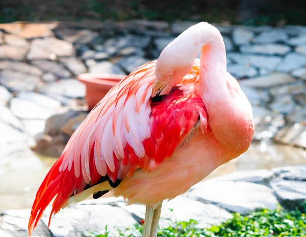 Чилийский Фламинго Phoenicopterus Chilensis Вид Птицы Крупным Планом — стоковое фото