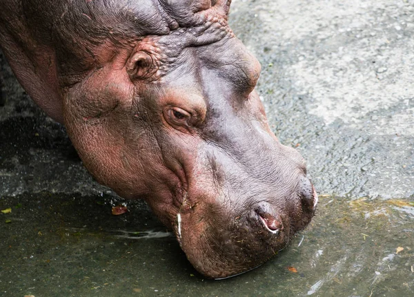 Hippopotame Amphibie Hippopotame Tête Eau Potable Gros Plan — Photo