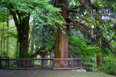İki Japon çamı ağaçları ve Jiangxi Çin bir Gingko ağacında Dağları Lushan Milli Parkı içinde üç eski ağaçlar