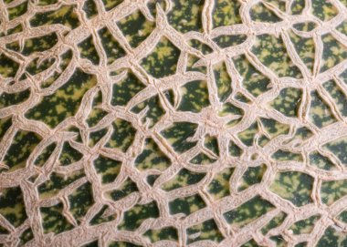 Çin Hami karpuz ten yakın çekim için arka plan dokusu