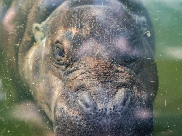Portrait Sous Marin Hippopotame Pygmée Choeropsis Liberiensis — Photo
