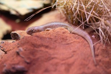 Gece Skink veya Liopholis striata Avustralya'dan endemik bir kertenkele