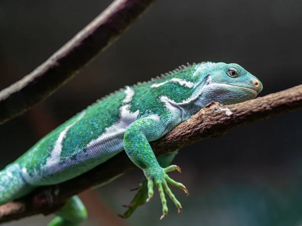 Iguana A Crete De Fidji Images Libres De Droit Photos De Iguana A Crete De Fidji Depositphotos