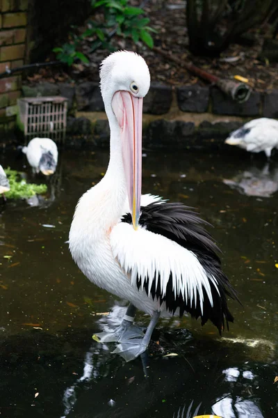 オーストラリア ペリカンや Nsw オーストラリアのペリカン Conspicillatus — ストック写真