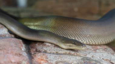 Avustralya'da bir zeytin Python veya Liasis olivaceus görünümünü yakın çekim