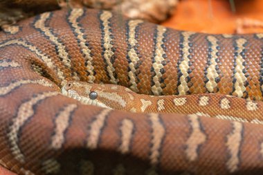 Centralian halı python veya Avustralya'da Morelia bredli yakın çekim görünümü