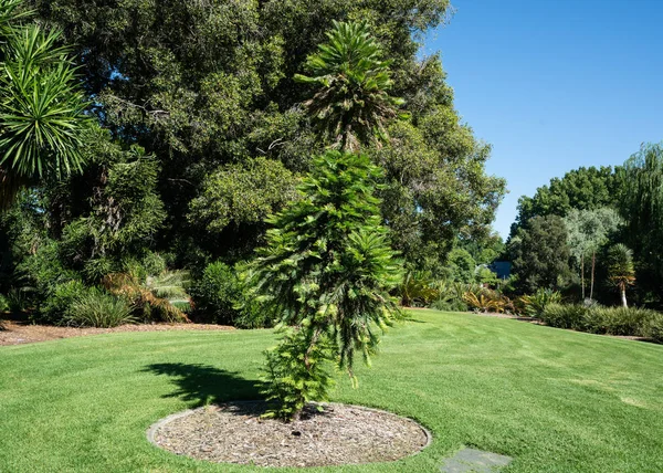 Wollemi Çam Veya Türü Nobilis Adelaide Botanik Bahçeleri Avustralya Kritik — Stok fotoğraf