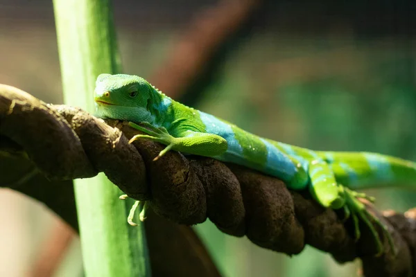 Fidschi Leguan Oder Brachylophus Fasciatus Von Den Fidschi Inseln — Stockfoto