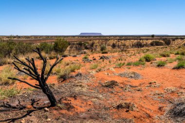 Mount Conner or Attila mountain scenic view with dead burnt tree in NT central outback Australia clipart