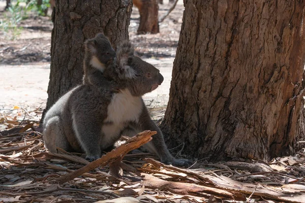 Dziki Koale Ziemi Matka Niosąc Jej Baby Koala Plecach Kangaroo — Zdjęcie stockowe