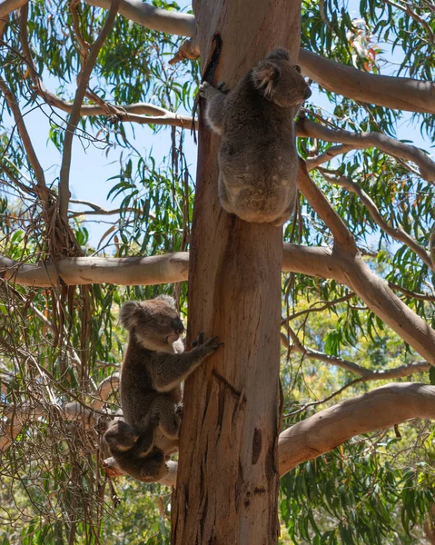 Dziki Rodziny Koala Mężczyzna Kobieta Dziecko Koale Drzewa Eukaliptusa Wyspie — Zdjęcie stockowe