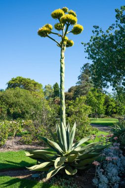 Agave salmiana veya salm çiçekli agavaceae