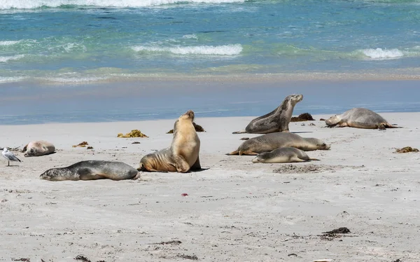 Wild Australian sea lions or Neophoca cinerea at seal bay on Kangaroo Island South Australia