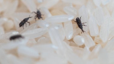Pirinç tanelerinin ortasında pirinç weevil veya Sitophilus oryzae