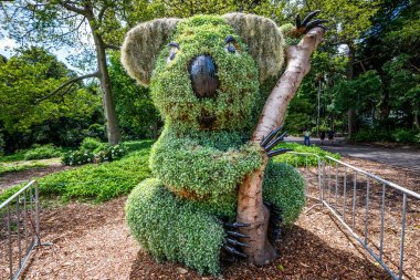 Sydney Avustralya Kraliyet botanik bahçesinde Koala şeklinde çalı