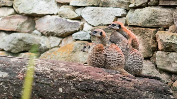 Grupa położone zamrażanie meerkats — Zdjęcie stockowe