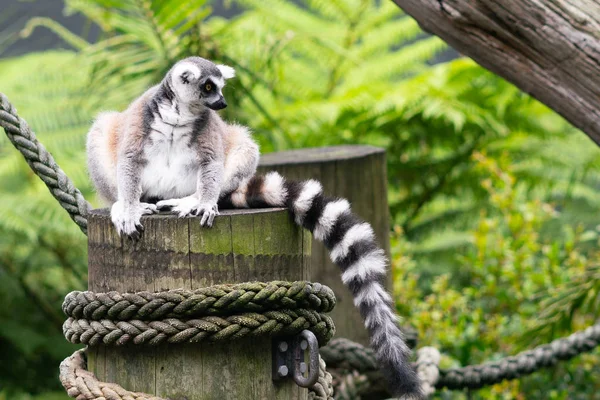 Ring-tailed Lemur z widokiem na jego piękną czarno-białą str — Zdjęcie stockowe