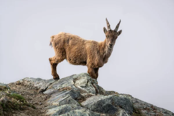 Divoký Alpský Kozorožec Steinbock Žena Nebo Kytice Při Pohledu Kamery — Stock fotografie