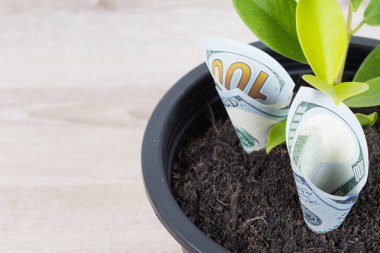 Beyaz arka plan üzerinde izole siyah çiçek tencerede bize dolar faturaları ve ağaç dikim kadar kapatın. Mali, para tasarrufu, faiz ve yatırım kavramı toprağa kadar para ağaç büyüme.