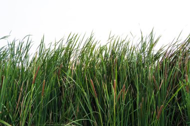 Typha latifolia, Bulrush, geniş yapraklı kuyrugu, blackamoor, bayrak, beyaz zemin üzerine yeşil biber gazı reed.