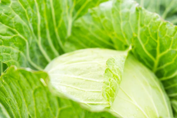 Close up on fresh cabbage in harvest field. Cabbage are growing in garden background in freshness atmosphere farm on mountain with mist in morning. Organic vegetable agriculture concept.