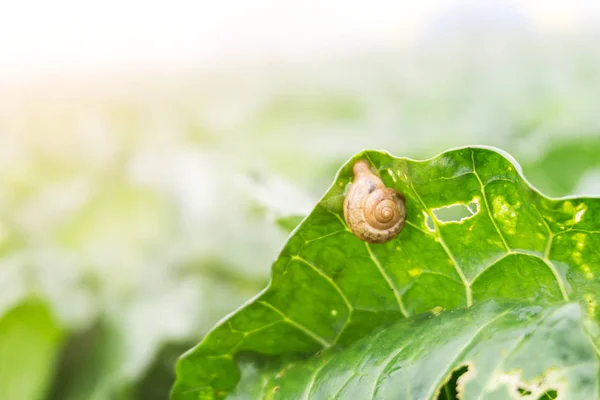 Foco Seletivo Caracol Comendo Folha Repolho Verde Com Buraco Repolho — Fotografia de Stock