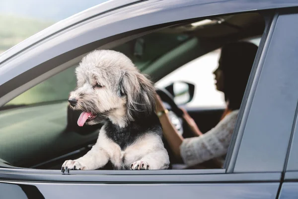 Happy dog is looking out of window of black car, smiling with tongue hanging out and driver in background. Dog sticks head out of moving car enjoy road trip in summer. Travel and vacation with pets.