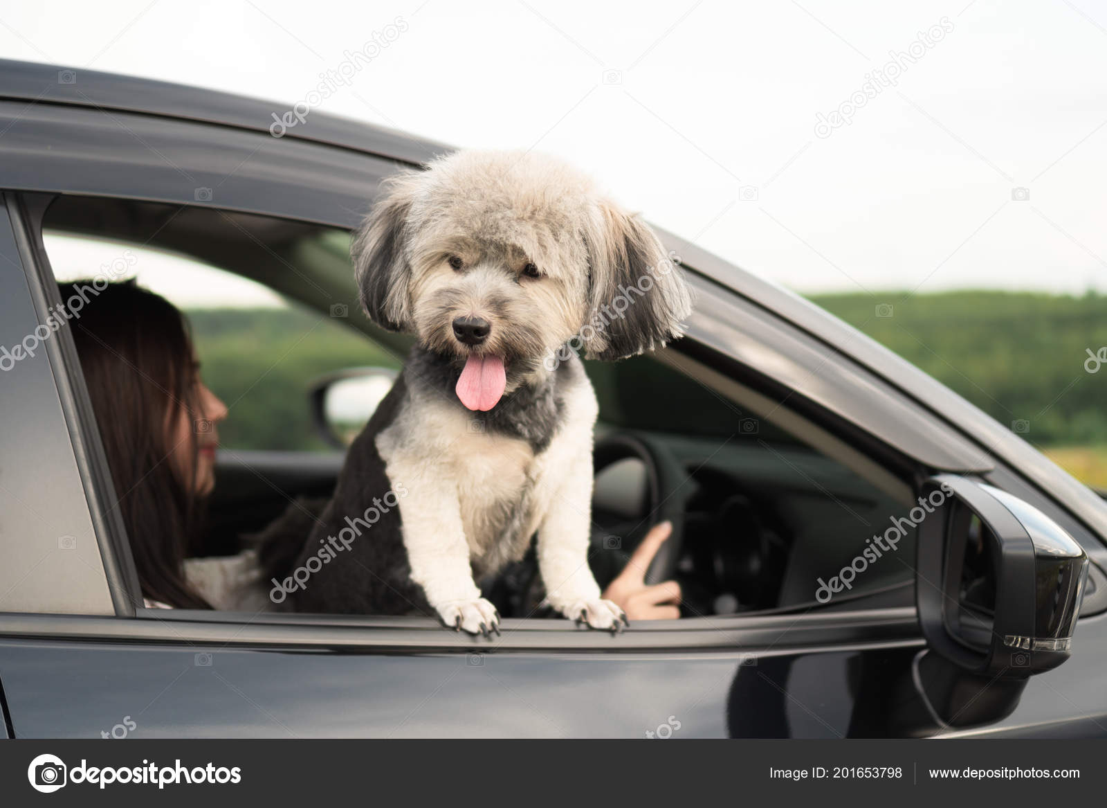 Are Dogs With Head Sticking Out Of Car Window