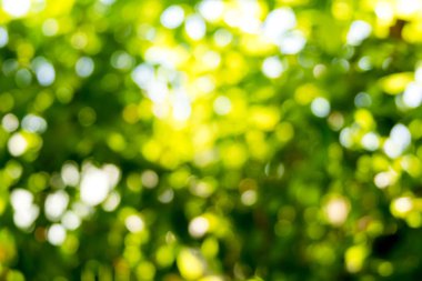 Doğa bokeh arka plan, soyut bokeh yeşil doğa arka plan ağaç güneşli bir günde bulanık.