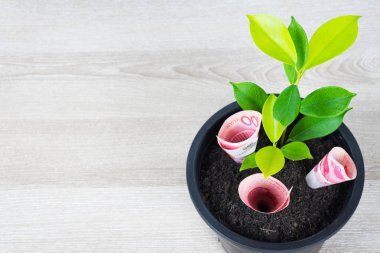 Yüz Çin yuan faturaları ve siyah çiçek tencerede para ağacı büyümesini finansal planlama, kavramı kopya alanı ile ahşap masa üzerinde para, faiz oranı ve yatırım tasarruf yerleştirilen.
