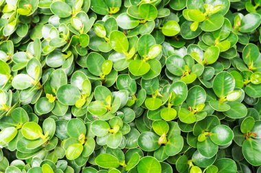 Ficus annulata veya Banyan tree yeşil yaprakları arka.