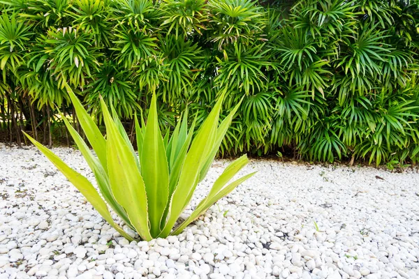 Jardim Tropical Decorado Com Piso Pedra Branca Agave Dentro Jardim — Fotografia de Stock