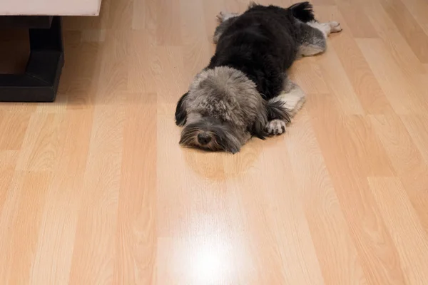 Sad Shih Tzu Puppy Lying Wooden Floor Being Alone — Stock Photo, Image