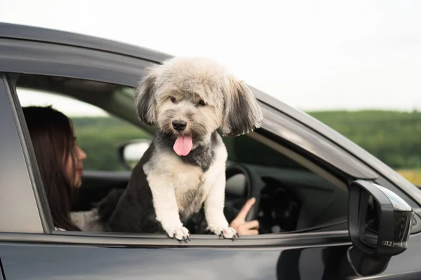 Happy dog is looking out of window of black car, smiling with tongue hanging out and driver in background. Dog sticks head out of moving car enjoy road trip in summer. Travel and vacation with pets.