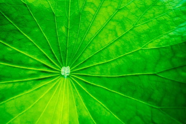 Gros Plan Vert Vif Texture Feuille Lotus Fond — Photo