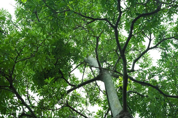 Schöne Grüne Blätter Und Zweige Aus Holz Auf Weißem Hintergrund — Stockfoto
