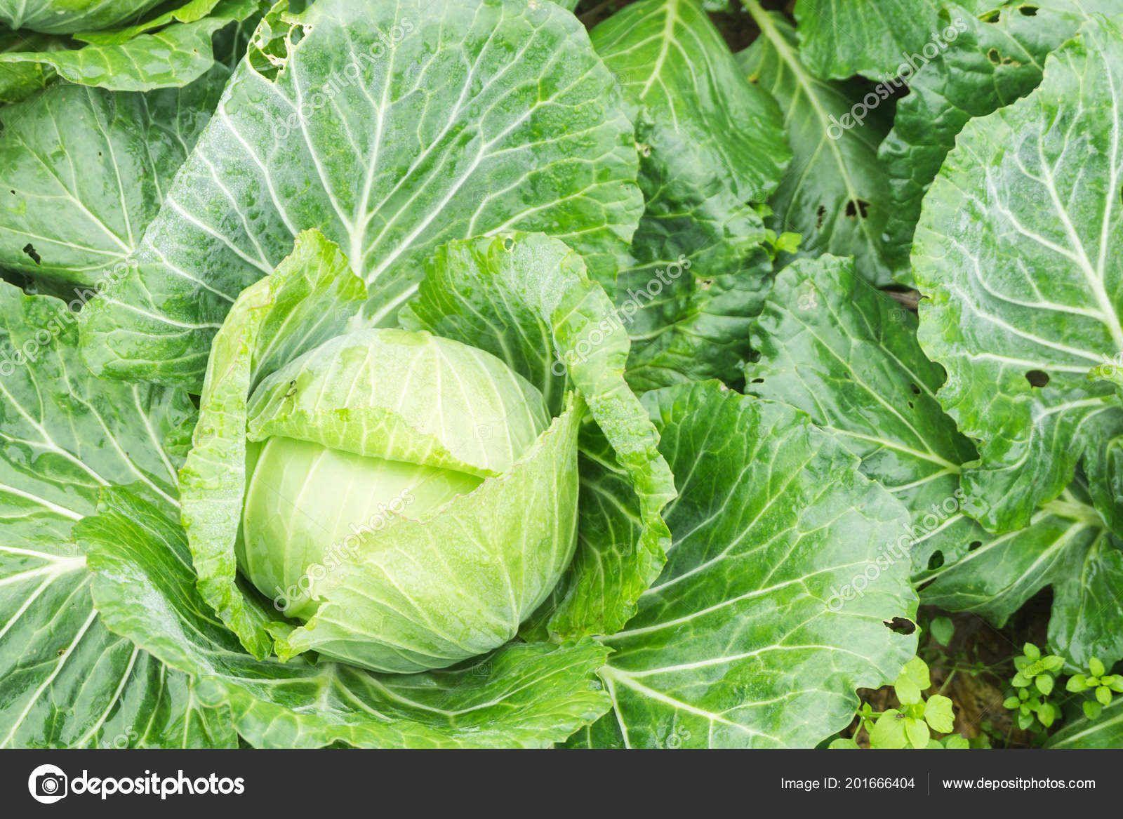 Close Fresh Cabbage Harvest Field Cabbage Growing Garden