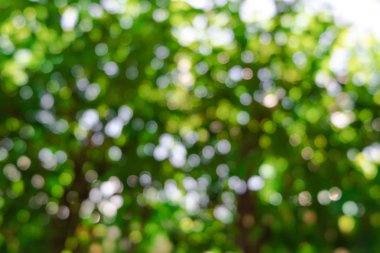 Taze doğa bokeh arka plan, güneşli gün ağacından bulanık bokeh yeşil arka plan.