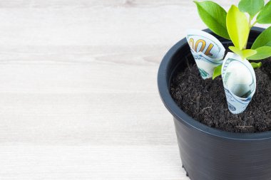 Ahşap masa kopya alanı ile yerleştirilen siyah çiçek tencerede bize dolar faturaları ve ağaç dikim. Mali, para tasarrufu, faiz ve yatırım kavramı toprağa kadar para ağaç büyüme.