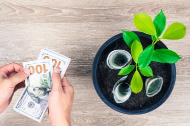 Yüz ABD Doları faturaları ve finansal planlama, para, faiz ve yatırım kavramı para sayma el ile ahşap masanın üzerine yerleştirilen siyah çiçek tencerede para ağacı büyümesini.