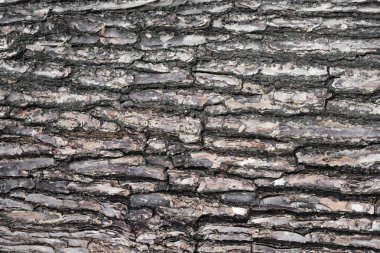 Ağaç kabuğu dokusu ve arkaplanı.