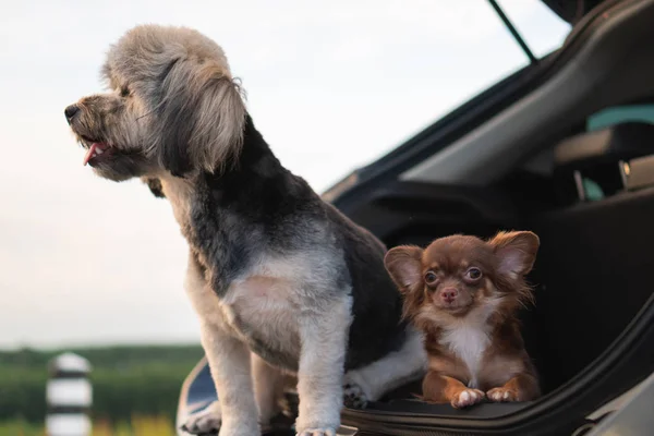 Otururken çok güzel ve mutlu karışık doğurmak ve chihuahua köpek gövde araba park kırsal üzerinde açın. Bagaj için seyahat yolculuk doğa arka plan ile akşamları ile şirin köpek.