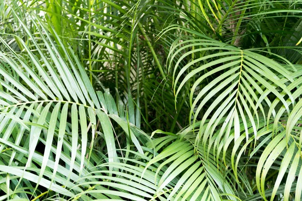 Tropical Verde Palma Folhas Fundo Conceito Padrão Natural — Fotografia de Stock