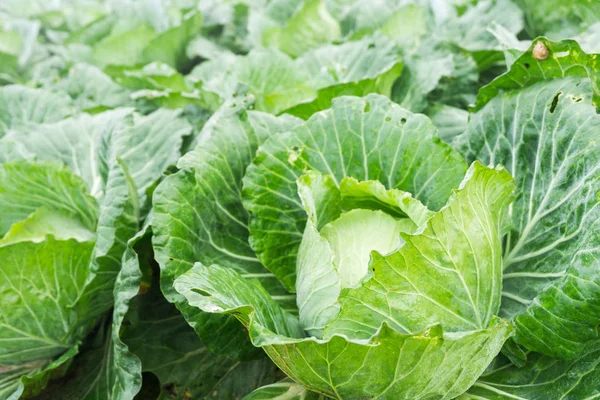 Close up on fresh cabbage in harvest field. Cabbage are growing in garden background in freshness atmosphere farm on mountain with mist in morning. Organic vegetable agriculture concept.