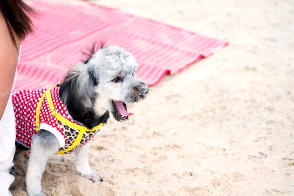 Little cute and funny black and brown dog wear dog clothe sit on red mat and yawning with young woman on tropical sand beach. Summer vacation and traveling with lovely dog.