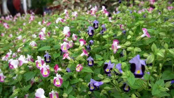 Berwarna Bunga Wishbone Bluewings Torenia Flowers Garden Morning — Stok Video